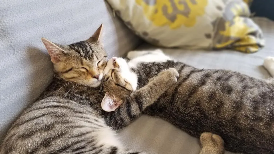 Two tabby cats cuddled up asleep