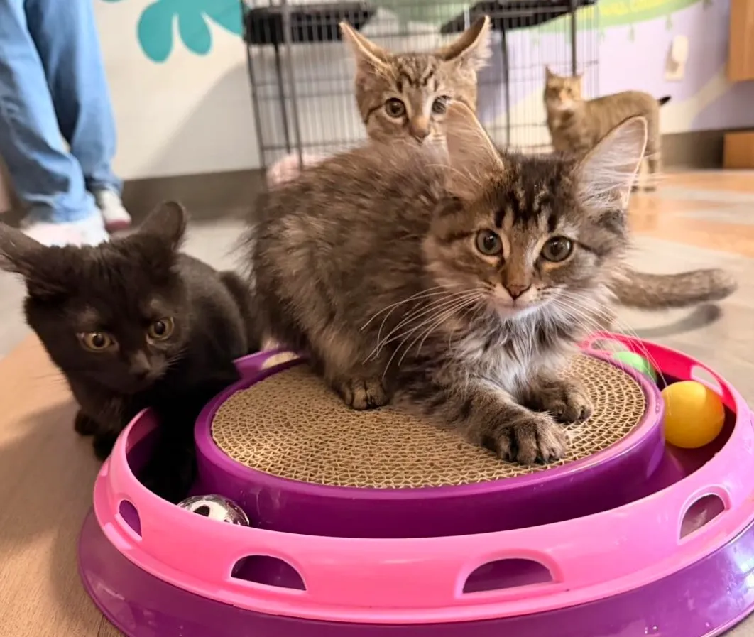 Three kittens playing on a pink scratcher toy