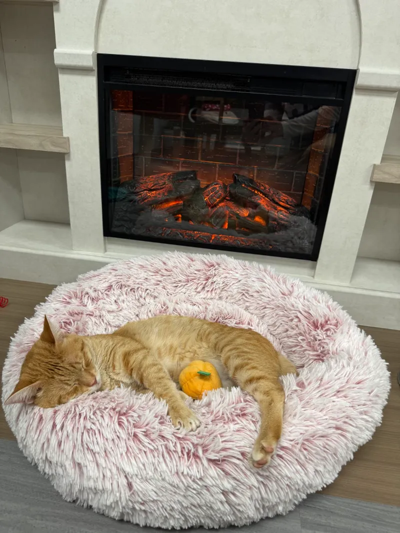 An orange cat napping by the fireplace