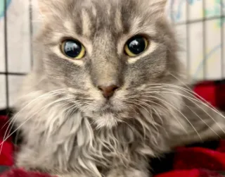 A fluffy grey cat looking curiously at the camera