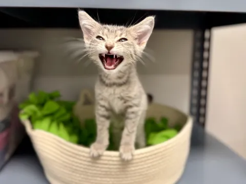 A kitten meowing in a basket