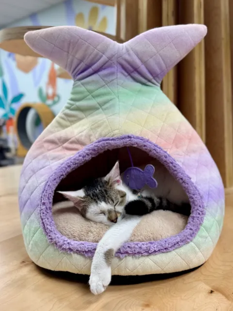 A kitten asleep in a mermaid-tail bed
