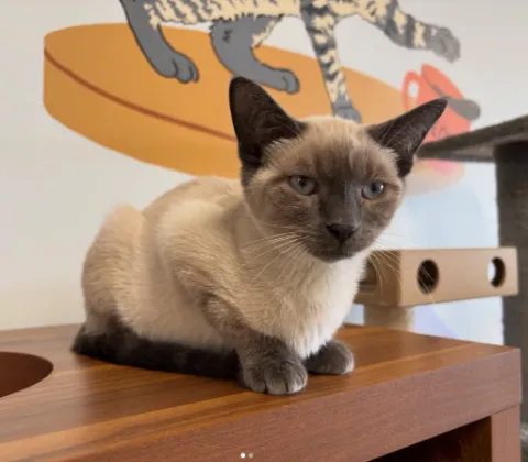 A Siamese cat resting on a wooden shelf